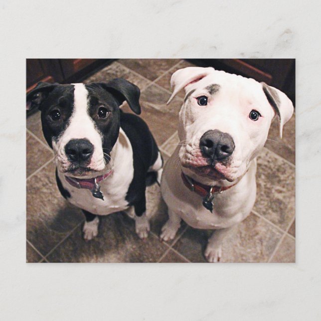 Cartão Postal cachorros pitbull adoráveis (Frente)