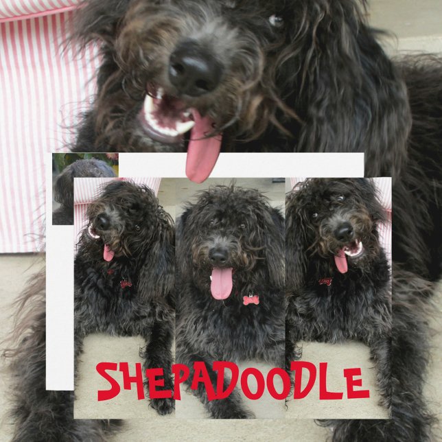 Cartão Postal Cachorros Shepadoodles Bobos (Criador carregado)