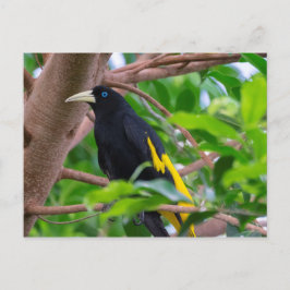 Cartão Postal Cacique de bote amarelo