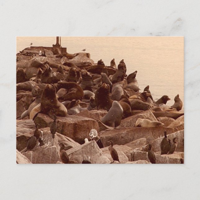 Cartão Postal cacofonia do mar (Frente)