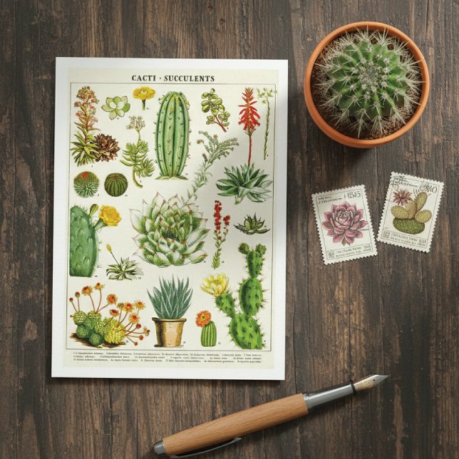 Cartão Postal Cacti Succulents Botanical Illustration Postcard (Criador carregado)