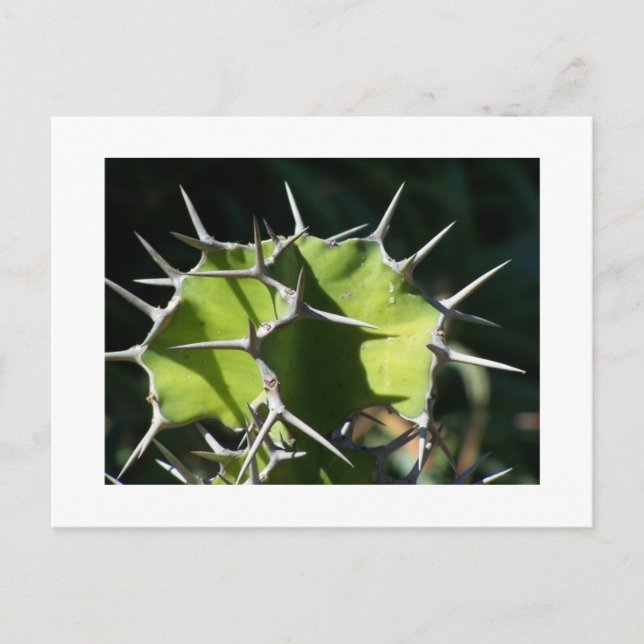 Cartão Postal Cacto (Frente)