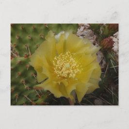Cartão Postal Cacto Amarelo em Flor