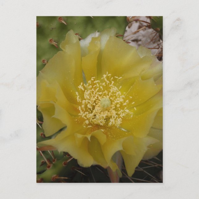Cartão Postal Cacto Amarelo em Flor (Frente)