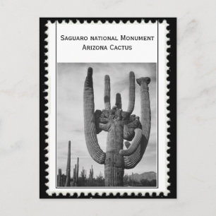 Cartão Postal cacto arizona