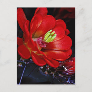 Cartão Postal Cacto-cacto-caco (Echinocereus triglochidiatus)