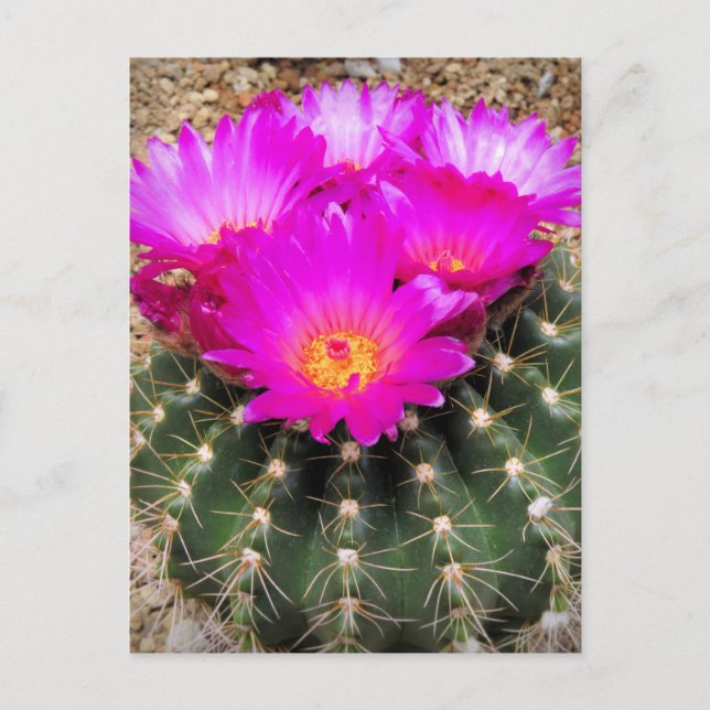 Cartão Postal Cacto：Cartão postal (Frente)