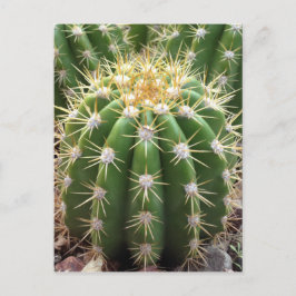 Cartão Postal Cacto da arizona