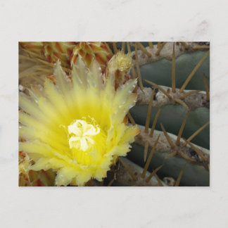 Cartão Postal Cacto de Flor Amarela