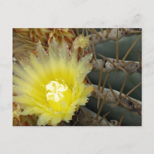 Cartão Postal Cacto de Flor Amarela (Frente)