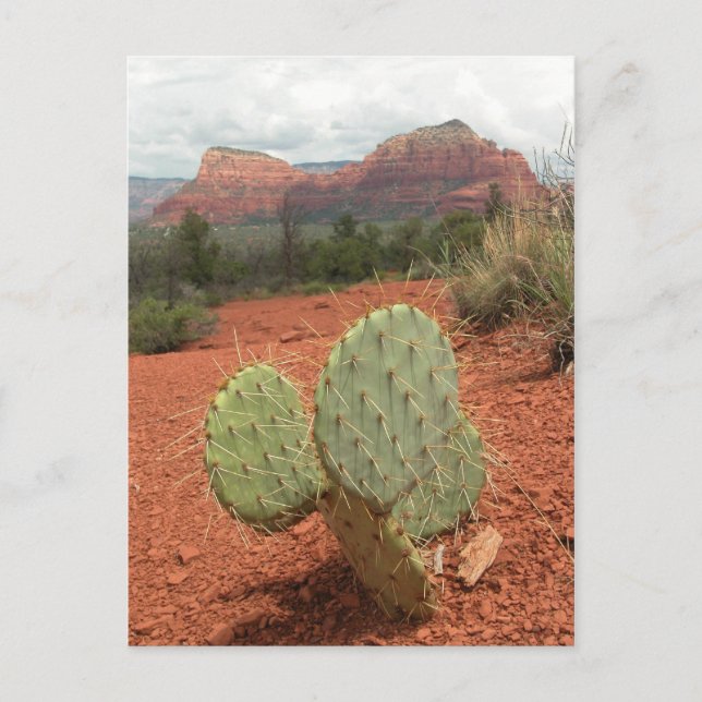 Cartão Postal Cacto de pera espinhosa em Sedona, arizona - (Frente)