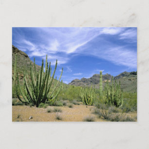 Cartão Postal Cacto do Deserto no Monumento Nacional do Organ Pi
