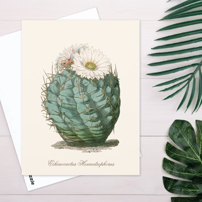 Cartão Postal Cacto em Barril Flor Branca (Criador carregado)