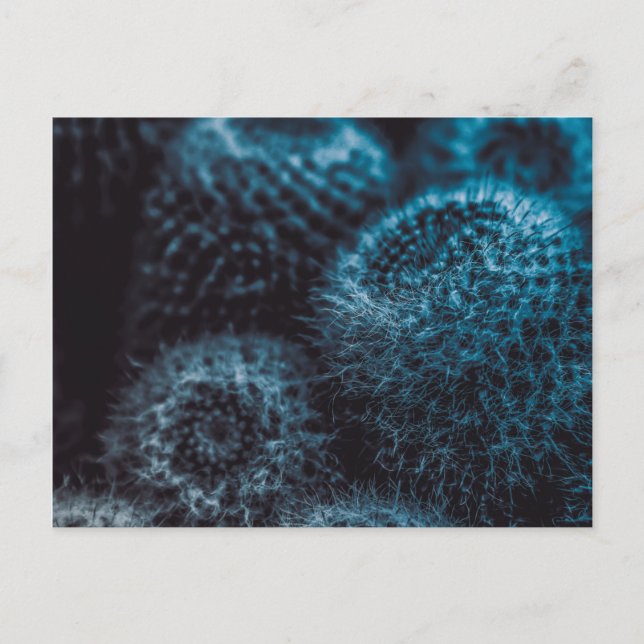 Cartão Postal Cacto Escuro (Frente)