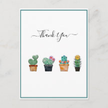 Cacto Fofo Flores Vegetação