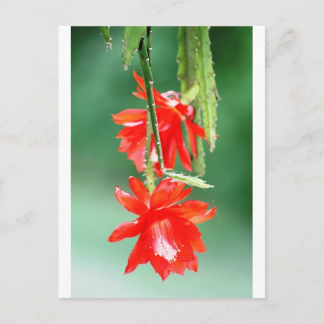 Cartão Postal Cacto Orquídea em Flor (Frente)