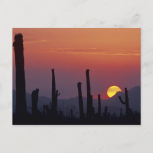 Cartão Postal Cacto Saguaro Carnegiea gigantea), Pôr do sol,