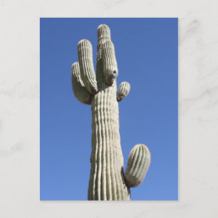 Cartão Postal Cacto Saguaro, Scottsdale, Arizona