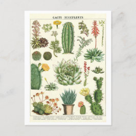 Cartão Postal Cactos e Suculentes Desenho Botânico Vintage