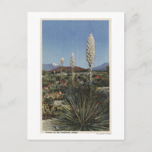 Cartão Postal Cactos Yucca da Califórnia em Flor no Deserto