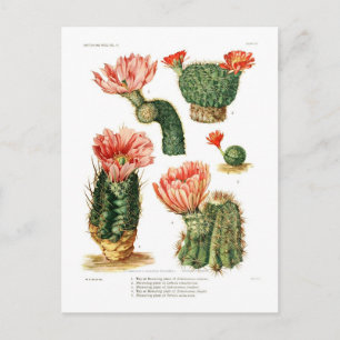 Cartão Postal Cactus