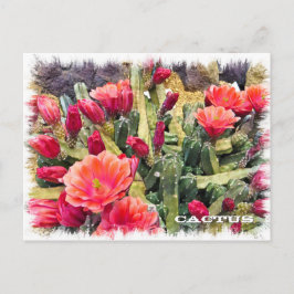 Cartão Postal Cactus
