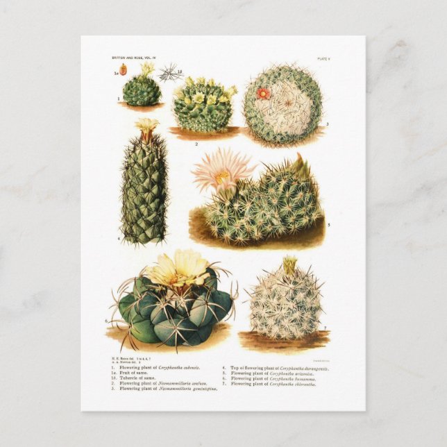 Cartão Postal Cactus (Frente)