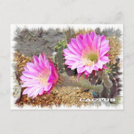 Cartão Postal Cactus ポストカード