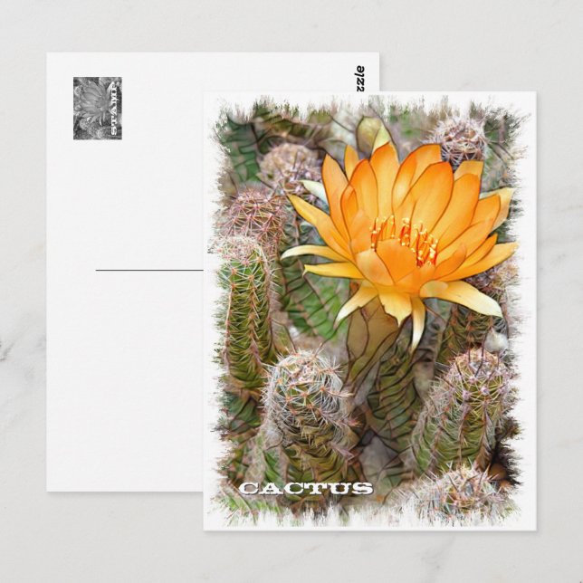 Cartão Postal Cactus ポストカード (Frente/Verso)