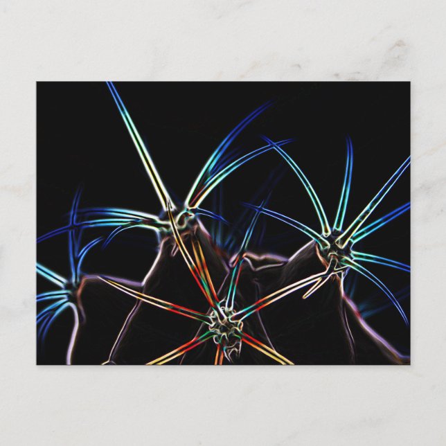 Cartão Postal Cactus 1 pcna (Frente)