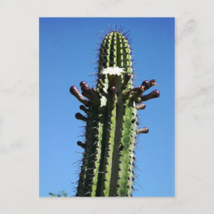 Cartão Postal Cactus, Batopilas, Canyon de Cobre, México