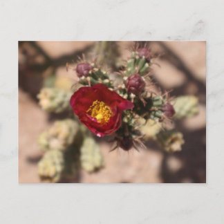 Cartão Postal Cactus Bloom