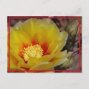 Cartão Postal Cactus Bloom