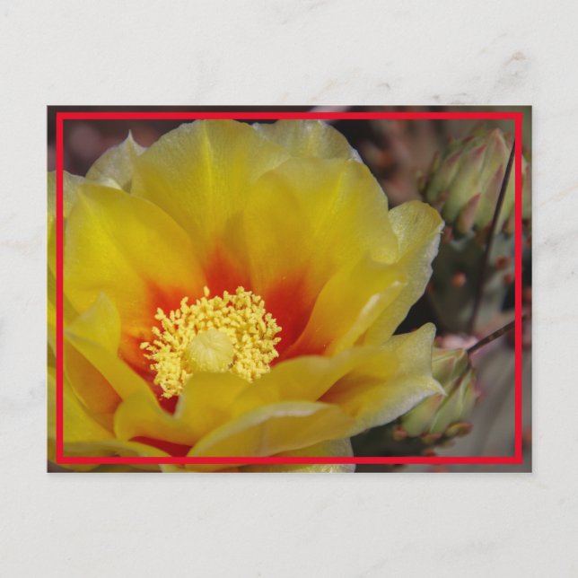 Cartão Postal Cactus Bloom (Frente)