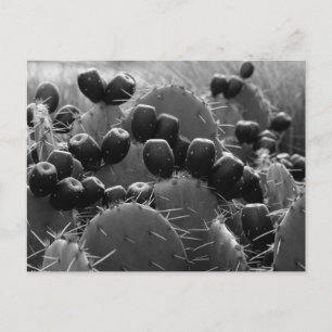 Cartão Postal Cactus Candy