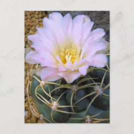 Cartão Postal Cactus:Cartão-postal