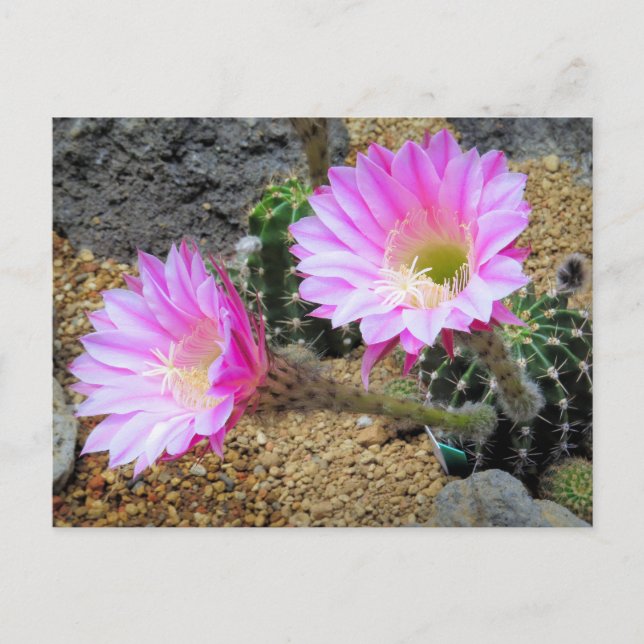 Cartão Postal Cactus:Cartão-postal (Frente)