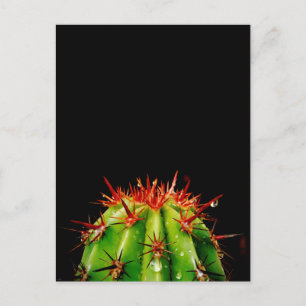 Cartão Postal Cactus Cerâmica