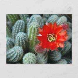 Cartão Postal Cactus com Flor Laranja