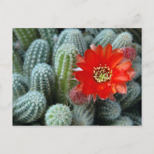 Cartão Postal Cactus com Flor Laranja