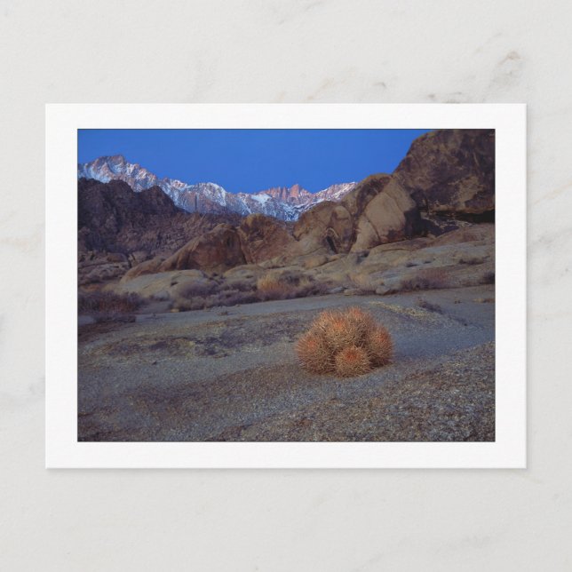 Cartão Postal "Cactus Com Vista" (Frente)