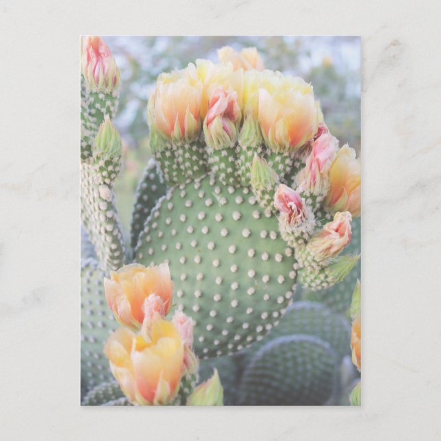 Cartão Postal Cactus Flói Sangue Amarelo Rosa (Frente)