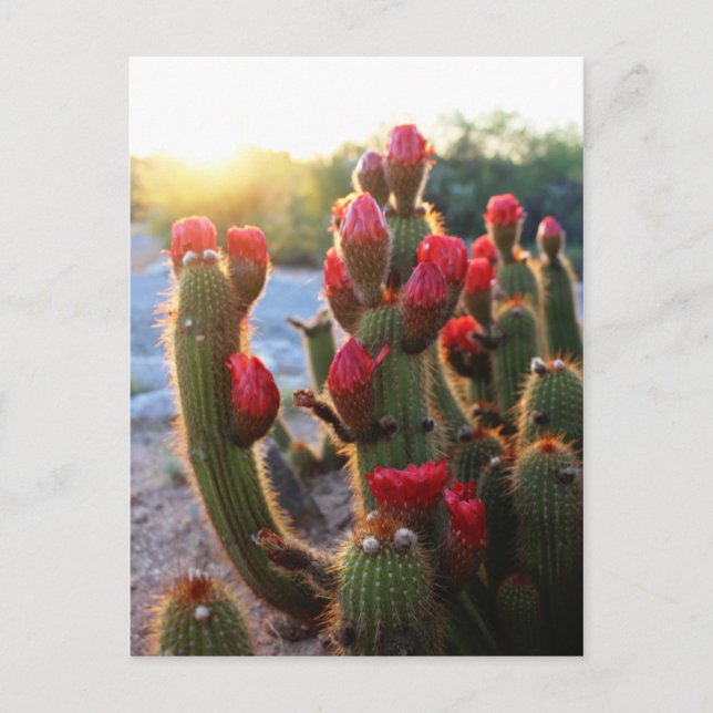 Cartão Postal Cactus Flor Red Blooms Sunset (Frente)