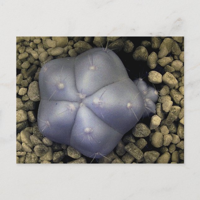 Cartão Postal Cactus, foto infravermelha (Frente)