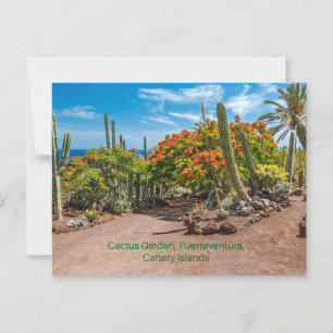 Cartão Postal Cactus Garen, Fuerteventura, Ilhas Canárias,
