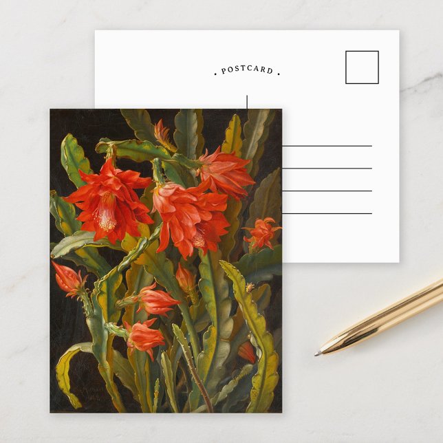 Cartão Postal Cactus Natal | Christian Möllback (Criador carregado)