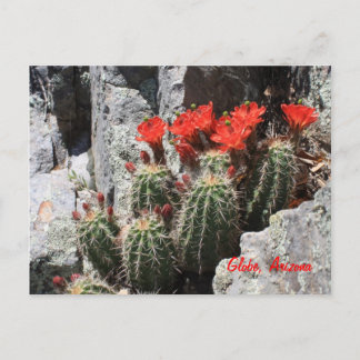Cartão Postal Cactus no Rock