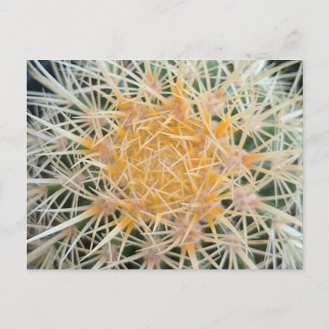 Cartão Postal Cactus Postcard (Frente)