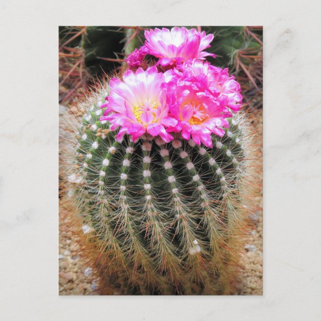 Cartão Postal Cactus：Postcard (Frente)