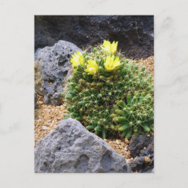 Cartão Postal Cactus:Postcard